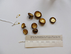 acorns